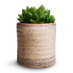 Hera Plant Pot - Ivory -Indoor Plants Haworthia cooperi 10.5x16cm Hera Plant Pot Ivory 13x14cm 233710a2 583e 4bf2 b8e1 46f9d14a571b