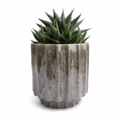 Lugano Scalloped Plant Pot - Green 12 Lugano Scalloped Plant Pot - Green -Indoor Plants Haworthiopsis limifolia Fairy Washboard 10.5x15cm Lugano Scalloped Plant Pot Green 13x13cm