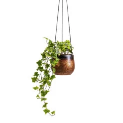Mya Hanging Planter - Shiny Mocha -Indoor Plants Hedera helix Golden Kolibri English Ivy 13x20cm Mya Hanging Planter Shiny Mocha 15x13cm