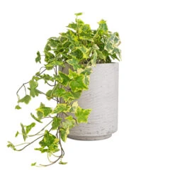 Suzi Plant Pot - Grey Washed -Indoor Plants Hedera helix Golden Kolibri English Ivy 13x20cm Suzi Plant Pot Grey Washed 18x21.5cm 96c3f853 bb91 4726 90a2 7afaeb7d8bec