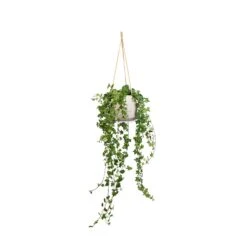 Patt Hanging Plant Pot - Grey Washed -Indoor Plants Hedera helix Pittsburgh English Ivy 17x70cm Patt Hanging Plant Pot Grey Washed 23x20cm a1a4f151 3a2f 4e57 863a c1adb4da0355