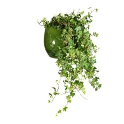 Aimee Plant Pot - Pear -Indoor Plants Hedera helix Pittsburgh English Ivy 24x100cm Aimee Plant Pot Pear 33x28cm 65bfe248 f304 4fa4 a59f 805020c73a0b