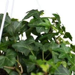 Hedera Helix Pittsburgh - English Ivy -Indoor Plants Hedera helix Pittsburgh English Ivy Close