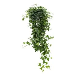 Hedera Helix Pittsburgh - English Ivy -Indoor Plants Hedera helix Pittsburgh English Ivy large