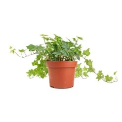 Hedera Helix Pittsburgh - English Ivy -Indoor Plants Hedera helix Pittsburgh English Ivy stems 2