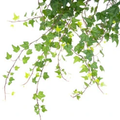 Hedera Helix Pittsburgh - English Ivy -Indoor Plants HederahelixPittsburgh EnglishIvy close up