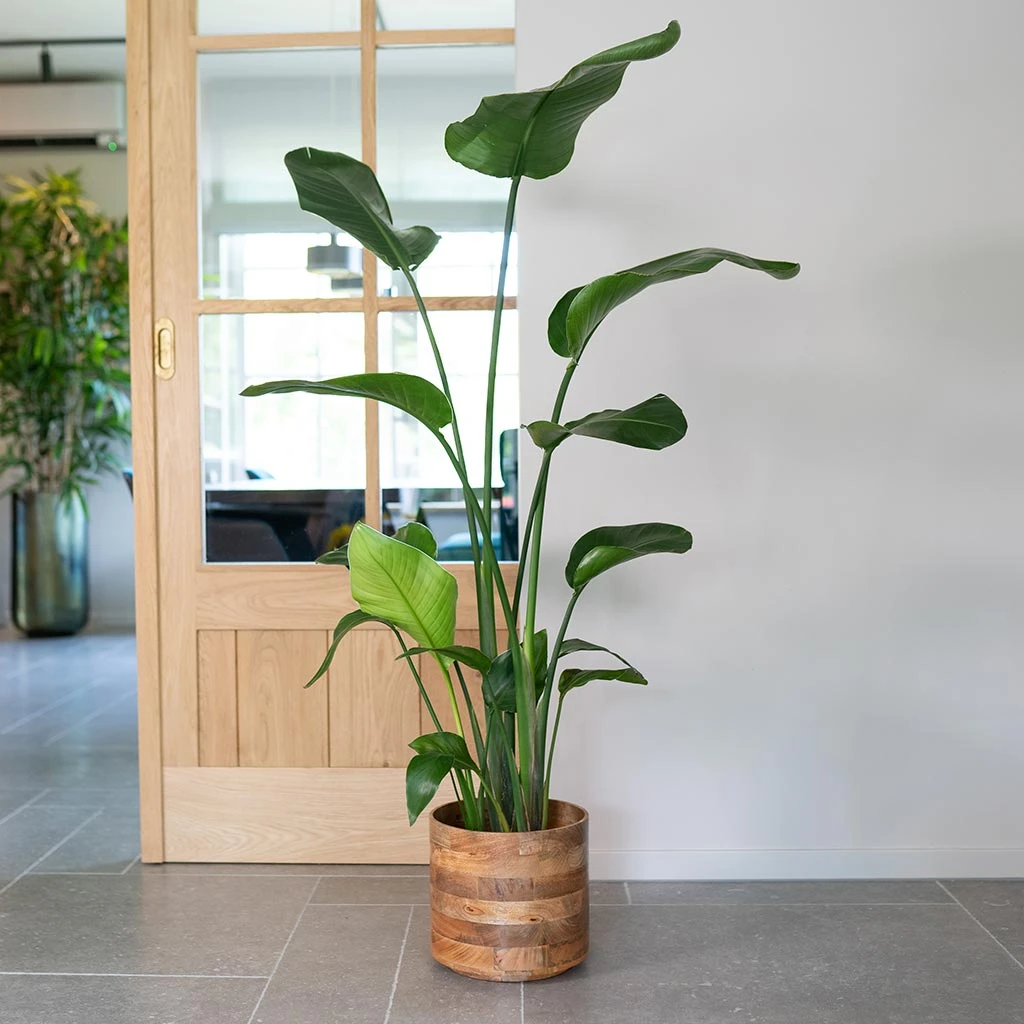 Helle Plant Pot - Natural 11 Helle Plant Pot - Natural - Image 11