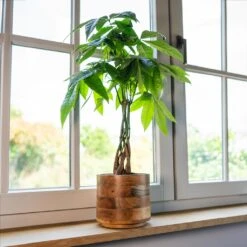 Helle Plant Pot - Natural 29 Helle Plant Pot - Natural -Indoor Plants Helle Natural 3