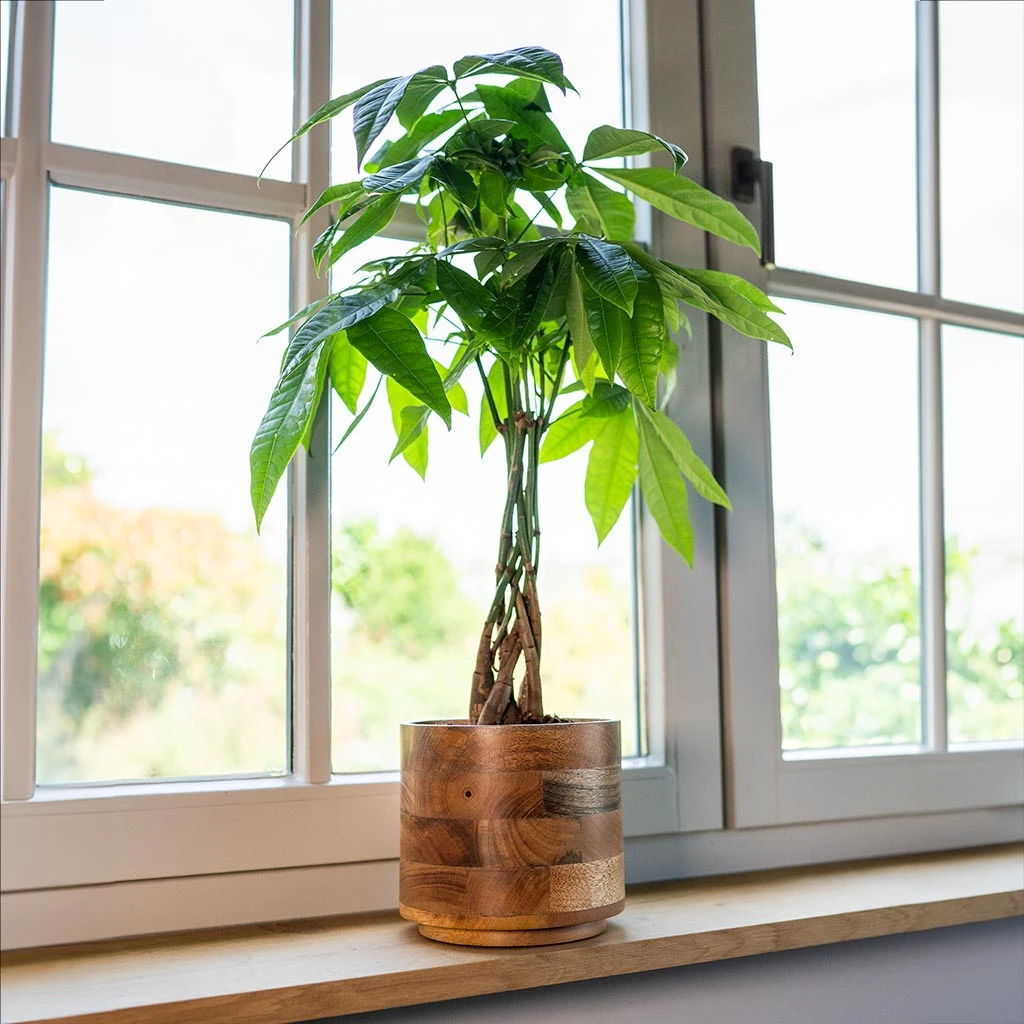 Helle Plant Pot - Natural 14 Helle Plant Pot - Natural - Image 14
