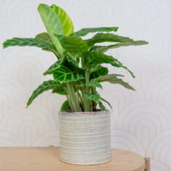 Hera Plant Pot - Ivory -Indoor Plants HeraPlantPot 5