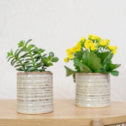 Hera Plant Pot - Ivory -Indoor Plants HeraPlantPot 6