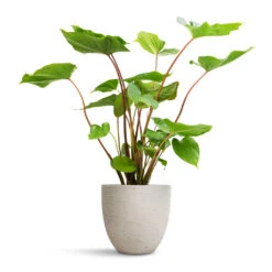 Homalomena Rubescens Maggy - Shield Plant -Indoor Plants Homalomena rubescens Maggy Shield Plant 19x70cm Mini Jesslyn Plant Pot Grey Washed 25x21cm