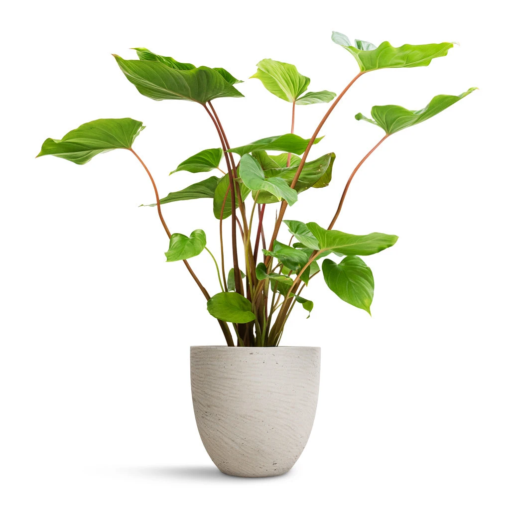 Mini Jesslyn Plant Pot - Grey Washed 4 Mini Jesslyn Plant Pot - Grey Washed - Image 4