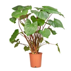 Homalomena Rubescens Maggy - Shield Plant -Indoor Plants Homalomena rubescens Maggy Shield Plant 24x100cm 2