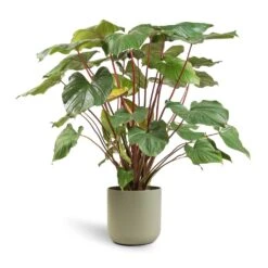 Homalomena Rubescens Maggy - Shield Plant -Indoor Plants Homalomena rubescens Maggy Shield Plant 24x70cm Lisbon Plant Pot Sage 26x26cm