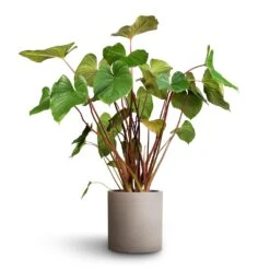 Homalomena Rubescens Maggy - Shield Plant -Indoor Plants Homalomena rubescens Maggy Shield Plant 24x70cm Max Refined Planter Clouded Grey 1