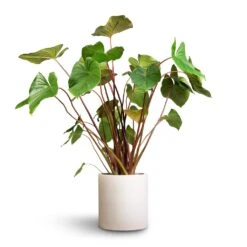 Homalomena Rubescens Maggy - Shield Plant -Indoor Plants Homalomena rubescens Maggy Shield Plant 24x70cm Max Refined Planter Natural White 1