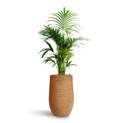 Dune Partner Planter - Almond -Indoor Plants Howea Kentia Palm HydroCare Dune Partner Planter Almond 2edd4ed3 f7e3 4a5c a335 09902baf241d