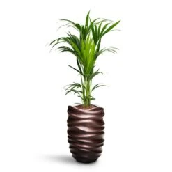 Howea - Kentia Palm - HydroCare -Indoor Plants Howea Kentia Palm HydroCare Gradient Lee Partner Planter Matt Coffee