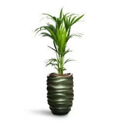 Howea - Kentia Palm - HydroCare -Indoor Plants Howea Kentia Palm HydroCare Gradient Lee Partner Planter Matt Forest