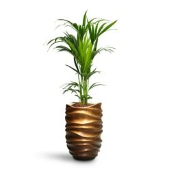 Howea - Kentia Palm - HydroCare -Indoor Plants Howea Kentia Palm HydroCare Gradient Lee Partner Planter Matt Honey