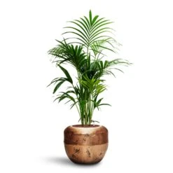 Opus Raw Couple Planter - Gold -Indoor Plants Howea Kentia Palm HydroCare Opus Raw Couple Planter Gold