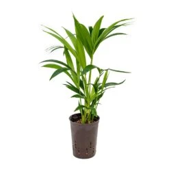 Howea - Kentia Palm - HydroCare -Indoor Plants Howea Kentia Palm Hydroculture 15 19x60cm