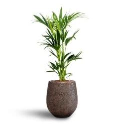 Howea - Kentia Palm - HydroCare -Indoor Plants Howea Kentia Palm Hydroculture 18 19 x 100cm Opus Hit Darcy Planter Gold 38 x 42cm