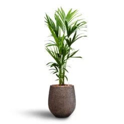 Howea - Kentia Palm - HydroCare -Indoor Plants Howea Kentia Palm Hydroculture 18 19 x 120cm Opus Hit Darcy Planter Gold 38 x 42cm