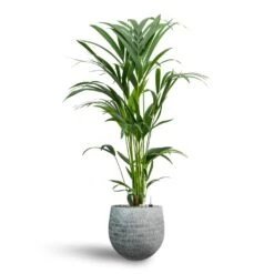 Howea - Kentia Palm - HydroCare -Indoor Plants Howea Kentia Palm Hydroculture 19 17 x 90cm Ryan Plant Pot White Black 26 x 26cm