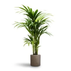 Howea - Kentia Palm - HydroCare -Indoor Plants Howea Kentia Palm Hydroculture 19 18 x 100cm Puk Rough Planter Grey Washed 25cm x 25cm