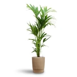 Howea - Kentia Palm - HydroCare -Indoor Plants Howea Kentia Palm Hydroculture 24 22 x 140cm Chao Plant Pot Concrete 32 x 42.5cm