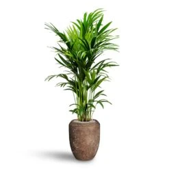 Howea - Kentia Palm - HydroCare -Indoor Plants Howea Kentia Palm Hydroculture 27 26 x 150cm Polystone Coated Plain Coppa Planter Rock 45 x 55cm