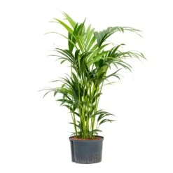 Howea - Kentia Palm - HydroCare -Indoor Plants Howea Kentia Palm Hydroculture 28 19x100cm