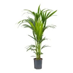 Howea - Kentia Palm - HydroCare -Indoor Plants Howea Kentia Palm Hydroculture Indoor Plant 120cm