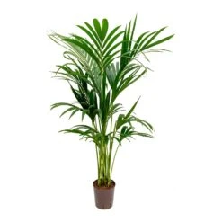 Howea - Kentia Palm - HydroCare -Indoor Plants Howea Kentia Palm Hydroculture Indoor Plant 140cm