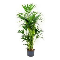 Howea - Kentia Palm - HydroCare -Indoor Plants Howea Kentia Palm Indoor Plant Hydroculture 25 19 150cm