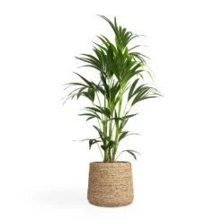 Patt Plant Pot - Straw Grass -Indoor Plants Howea forsteriana Kentia Palm 24x130cm Patt Plant Pot Straw Grass 35x30cm 149f3fd2 1d6b 46bb b33a 11f2153006d4