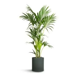 Max Refined Planter - Pine Green -Indoor Plants Howea forsteriana Kentia Palm 24x140cm Max Refined Planter Pine Green 29x29.5cm d219f516 3662 4542 8c23 bce42ddb7dd7