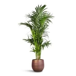 Lydia Plant Pot - Shiny Purple -Indoor Plants Howea forsteriana Kentia Palm 27x160cm Lydia Plant Pot Shiny Purple 36x32cm 1f562147 584e 4bf0 aba5 6356ff7836bd