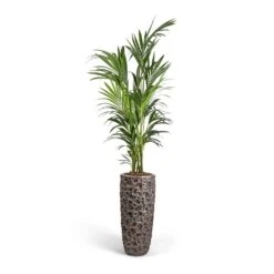 Luxe Lite Moon Partner Planter - Bronze -Indoor Plants Howea forsteriana Kentia Palm 27x170cm Luxe Lite Moon Partner Planter Bronze 33x70cm