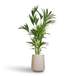 Raindrop Tube High Round Planter - Stone -Indoor Plants Howea forsteriana Kentia Palm 27x170cm Raindrop Tube High Round Planter Stone 37x42cm