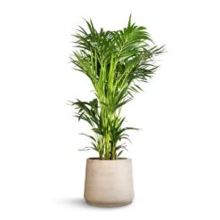 Patt Plant Pot - Grey Washed -Indoor Plants Howea forsteriana Kentia Palm 32x160cm Patt Plant Pot Grey Washed 45x38cm c89c0603 0f25 4638 b357 b2f12c9d23c3