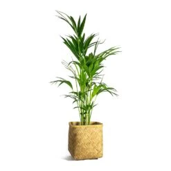 Kobe Bamboo Planter -Indoor Plants Howea forsteriana Kentia Palm Kobe Bamboo Planter plant pot d4b468b9 ff2a 4eae a3e3 c89bdebec049