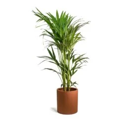 Max Refined Planter - Canyon Orange 14 Max Refined Planter - Canyon Orange -Indoor Plants Howea forsteriana Kentia Palm Max Refined Planter Canyon Orange 9de8b94b 8e23 44f1 aa6f 0d16a28e7f8a