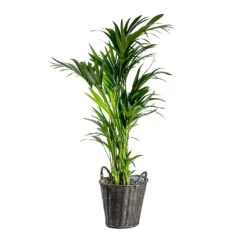 Nanna Wikr Plant Basket - Dark Brown -Indoor Plants Howea forsteriana Kentia Palm Nanna Wikr Plant Basket dark brown d92ed21a 0c8b 4ebc a04d 94c0555e7386