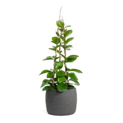 Mini Valerie Plant Pot - Black Washed -Indoor Plants Hoya australis Common Wax Flower Column Mini Valerie Plant Pot Black Washed