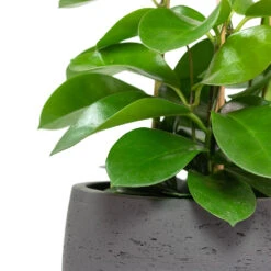 Mini Valerie Plant Pot - Black Washed -Indoor Plants Hoya australis Common Wax Flower Column Mini Valerie Plant Pot Black Washed Close Up