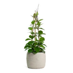 Mini Valerie Plant Pot - Grey Washed -Indoor Plants Hoya australis Common Wax Flower Column Mini Valerie Plant Pot Grey Washed