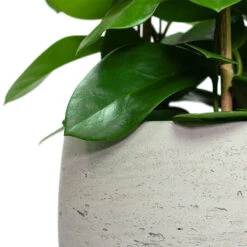 Mini Valerie Plant Pot - Grey Washed -Indoor Plants Hoya australis Common Wax Flower Column Mini Valerie Plant Pot Grey Washed Close Up